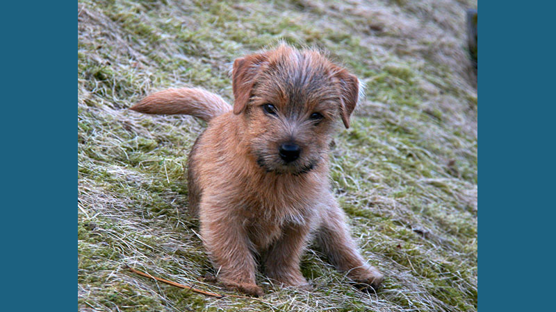 Norfolk Terrier 8