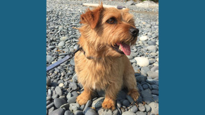 Norfolk Terrier 9