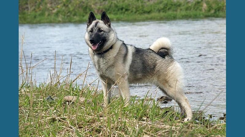 Norwegian Elkhound 1