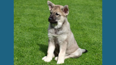 Norwegian Elkhound 2