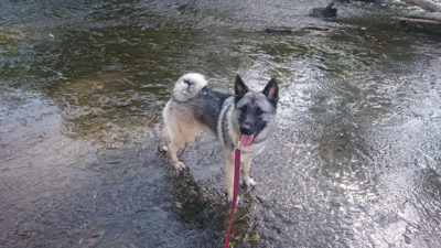 Norwegian Elkhound 3