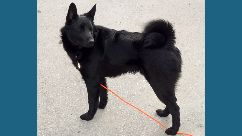 Norwegian Elkhound 4