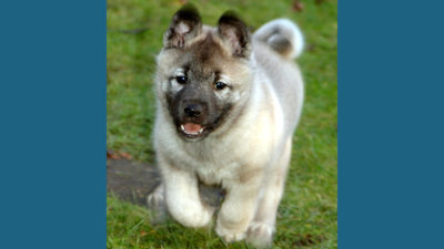 Norwegian Elkhound 5