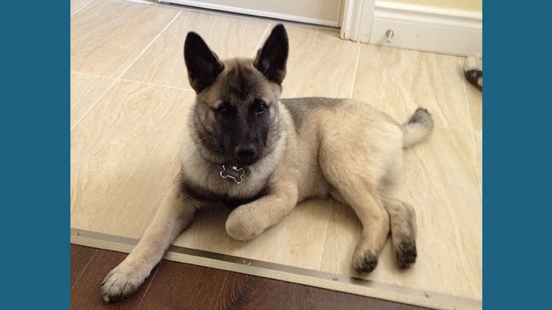 Norwegian Elkhound 7