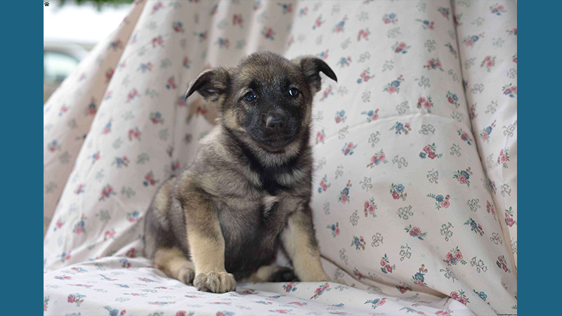 Norwegian Elkhound 8