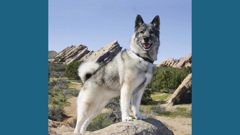 Norwegian Elkhound 9