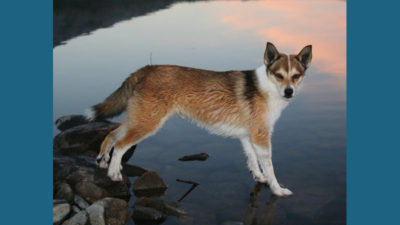 Norwegian Lundehund 1