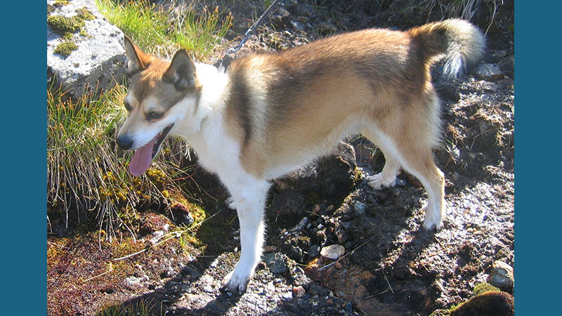 Norwegian Lundehund 4