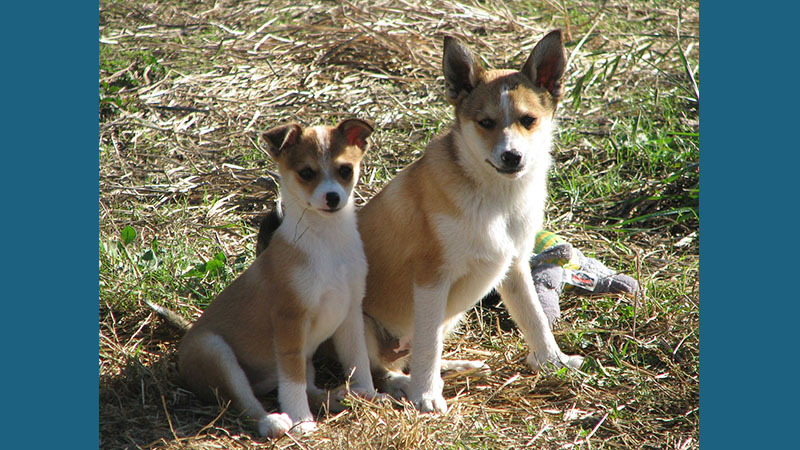 Norwegian Lundehund 7