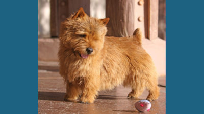 Norwich Terrier 1