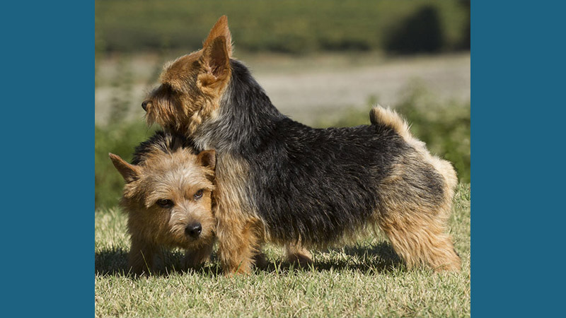 Norwich Terrier 10