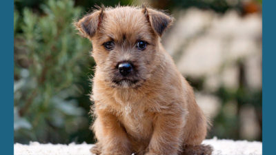 Norwich Terrier 11