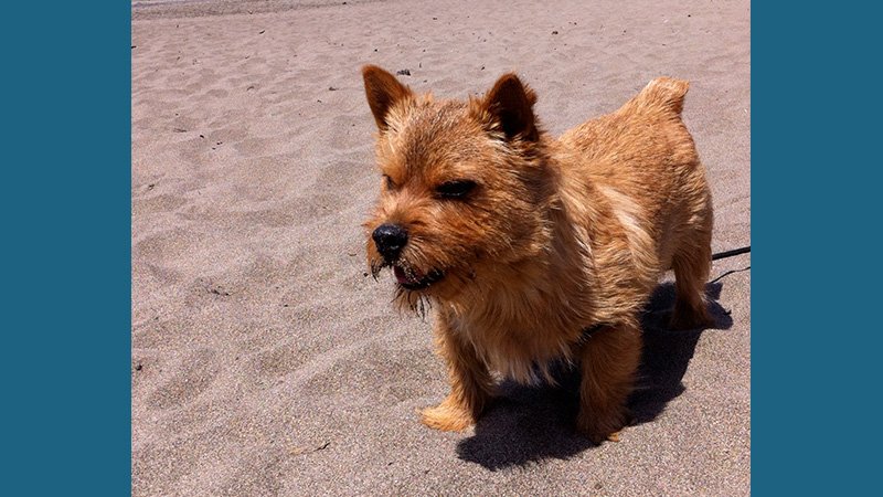 Norwich Terrier 2