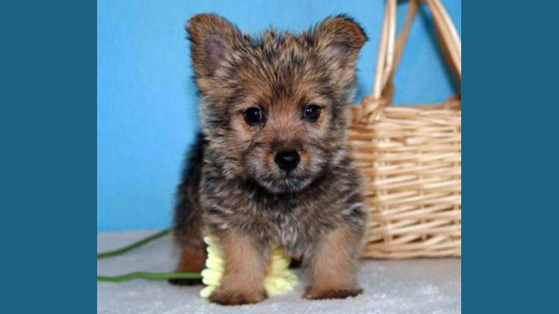 Norwich Terrier 3