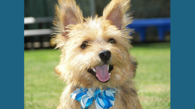 Norwich Terrier 4