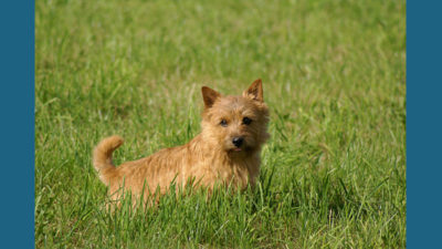 Norwich Terrier 5