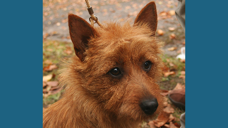 Norwich Terrier 6