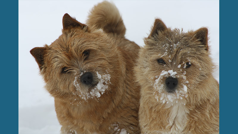 Norwich Terrier 7