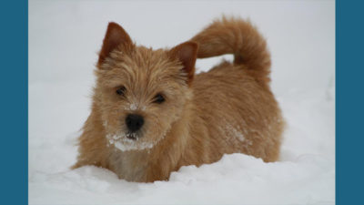 Norwich Terrier 8