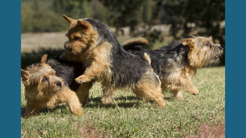 Norwich Terrier 9