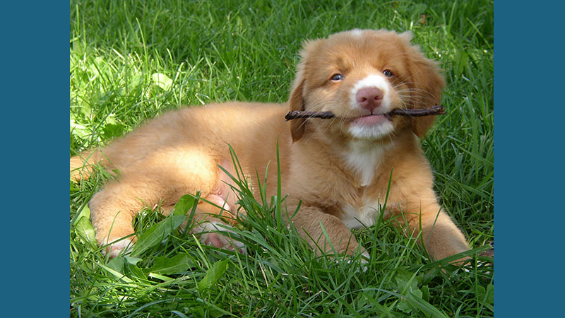 Nova Scotia Duck Tolling Retriever 1