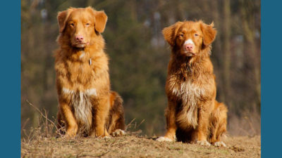 Nova Scotia Duck Tolling Retriever 10