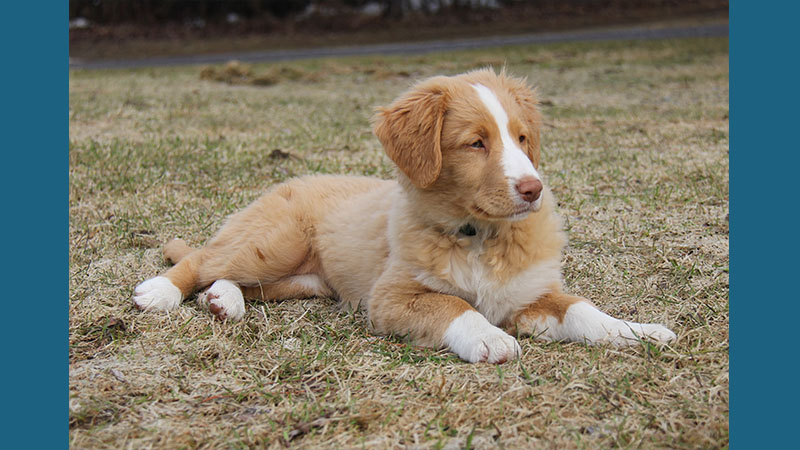 Nova Scotia Duck Tolling Retriever 11