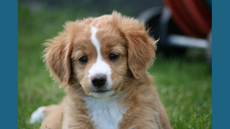 Nova Scotia Duck Tolling Retriever 12