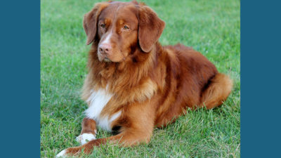 Nova Scotia Duck Tolling Retriever 13