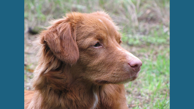 Nova Scotia Duck Tolling Retriever 14