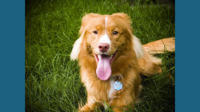 Nova Scotia Duck Tolling Retriever 2