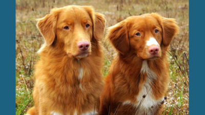 Nova Scotia Duck Tolling Retriever 3