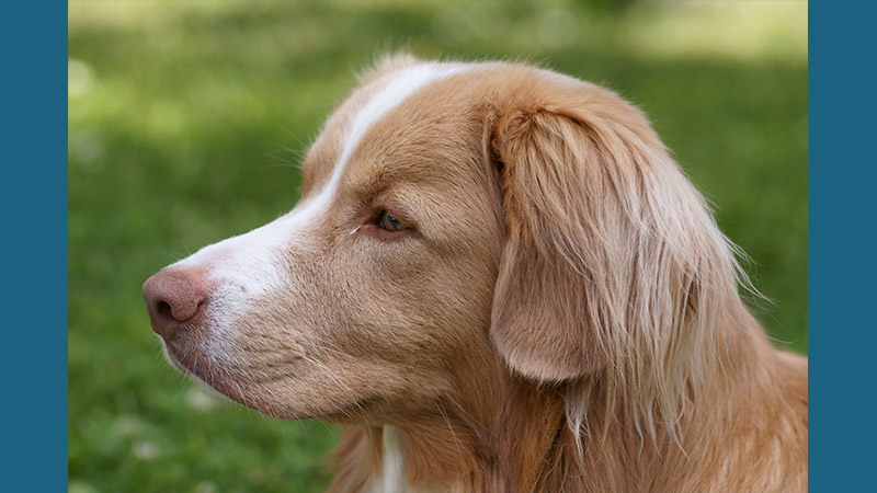 Nova Scotia Duck Tolling Retriever 4