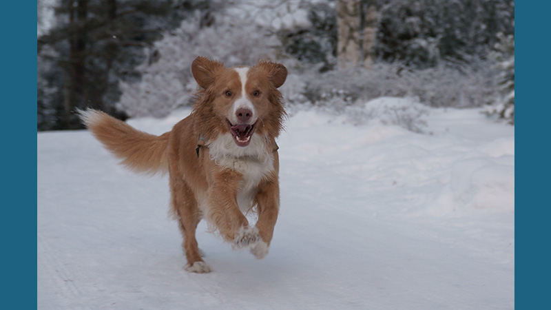 Nova Scotia Duck Tolling Retriever 5