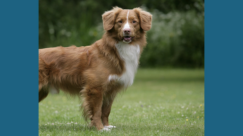 Nova Scotia Duck Tolling Retriever 6