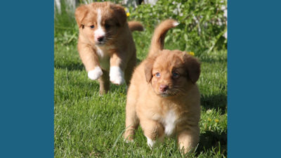 Nova Scotia Duck Tolling Retriever 7