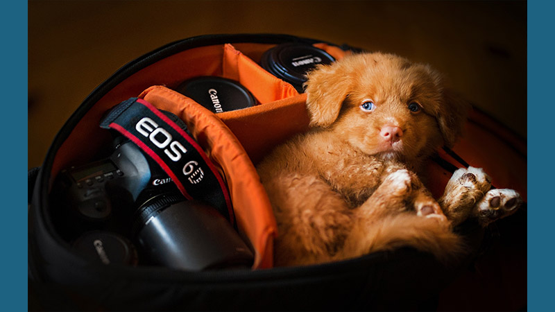 Nova Scotia Duck Tolling Retriever 9