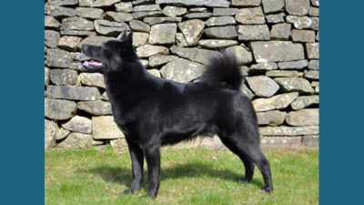 Nowegian Buhund 6