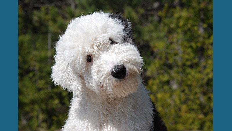 Old English Sheepdog 1