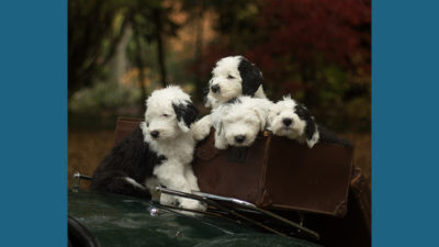 Old English Sheepdog 10