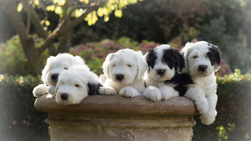 Old English Sheepdog 11