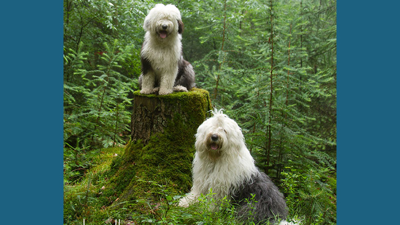 Old English Sheepdog 12