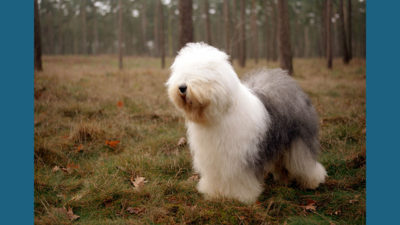 Old English Sheepdog 13