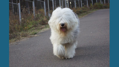 Old English Sheepdog 14