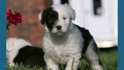 Old English Sheepdog 15