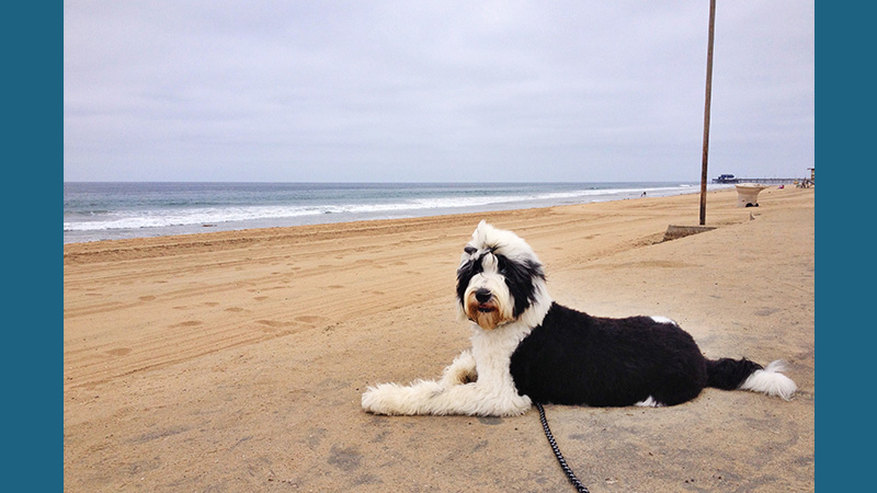 Old English Sheepdog 16