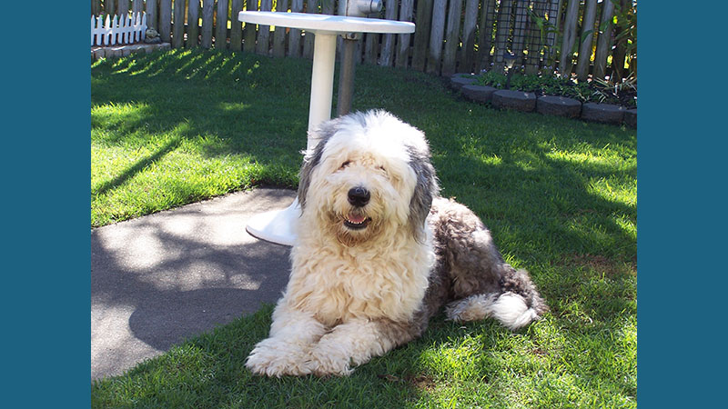 Old English Sheepdog 2