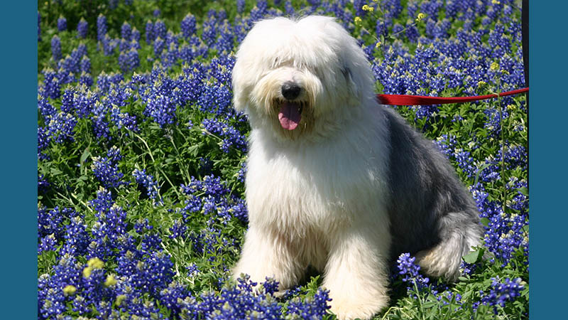 Old English Sheepdog 3