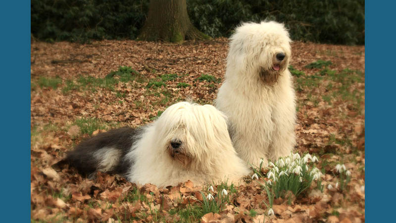 Old English Sheepdog 4