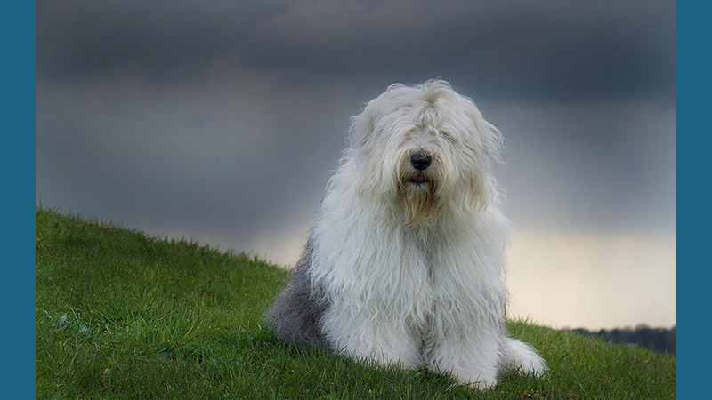 Old English Sheepdog 5